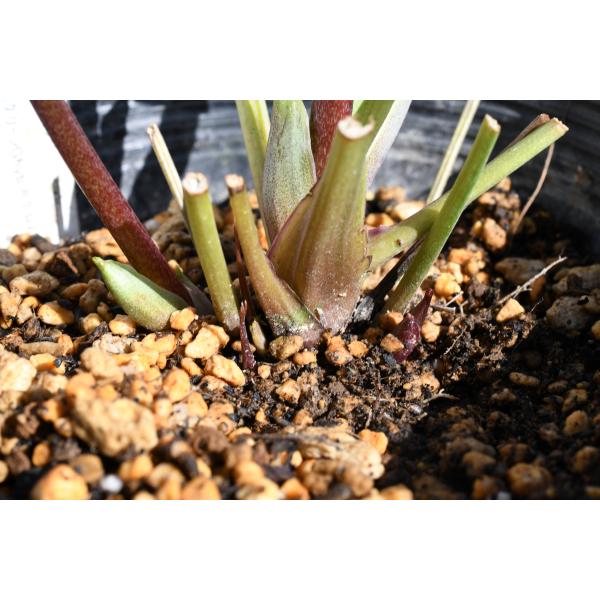 クリスマスローズ開花株 SDグロッシーカラー☆グロスパープルレッドピ