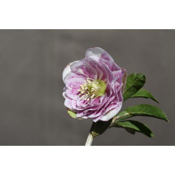 クリスマスローズ開花株 DDミストブロッチ 410 現品限り : 金井園芸