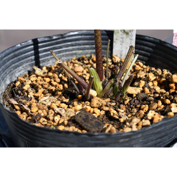 クリスマスローズ開花株 DDミストブロッチ 410 現品限り : 金井園芸