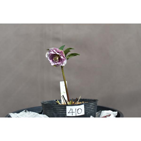 クリスマスローズ開花株 DDミストブロッチ 410 現品限り : 金井園芸