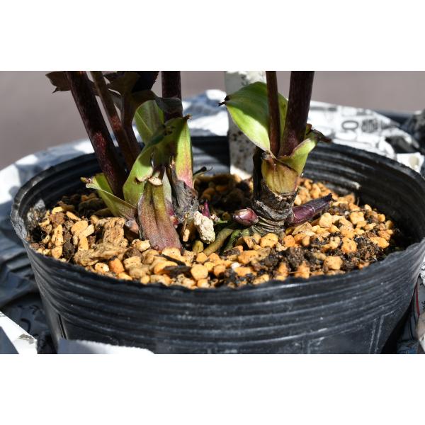 クリスマスローズ開花株 DD赤蕊ブラック 411 現品限り : 金井園芸