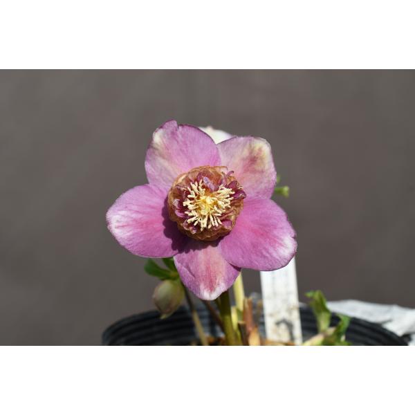 クリスマスローズ開花株 SDゴールドモーリー 413 現品限り : 金井園芸