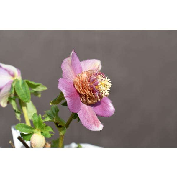 クリスマスローズ開花株 SDゴールドモーリー 413 現品限り : 金井園芸