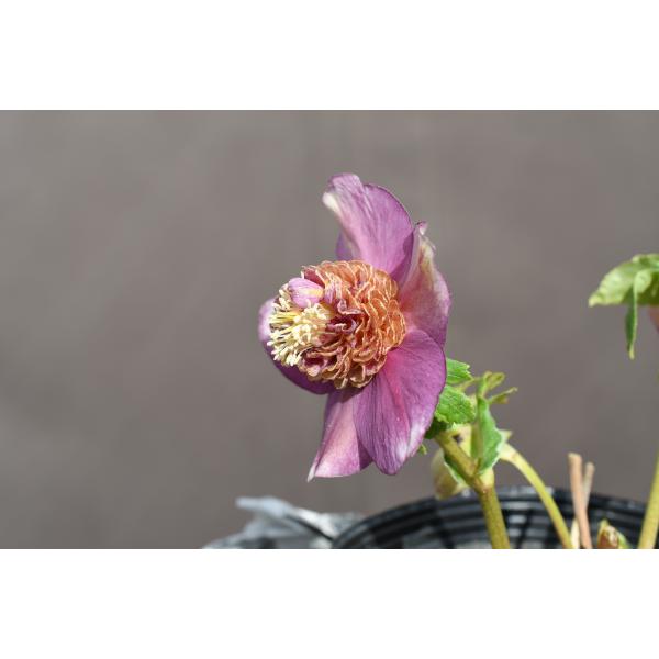 クリスマスローズ開花株 SDゴールドモーリー 413 現品限り : 金井園芸