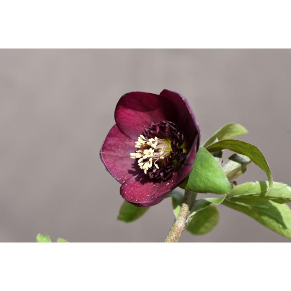 クリスマスローズ開花株 SDグロッシーカラー☆カップ咲きグロス