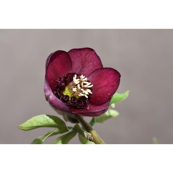 クリスマスローズ開花株 SDグロッシーカラー☆カップ咲きグロス