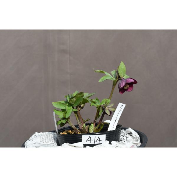 クリスマスローズ　グロッシー クリスマスローズ開花株 SDグロッシーカラー☆カップ咲きグロス