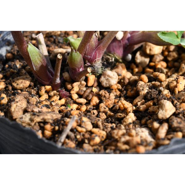 クリスマスローズ開花株 SDグロッシーカラー☆グロスバーガンディ