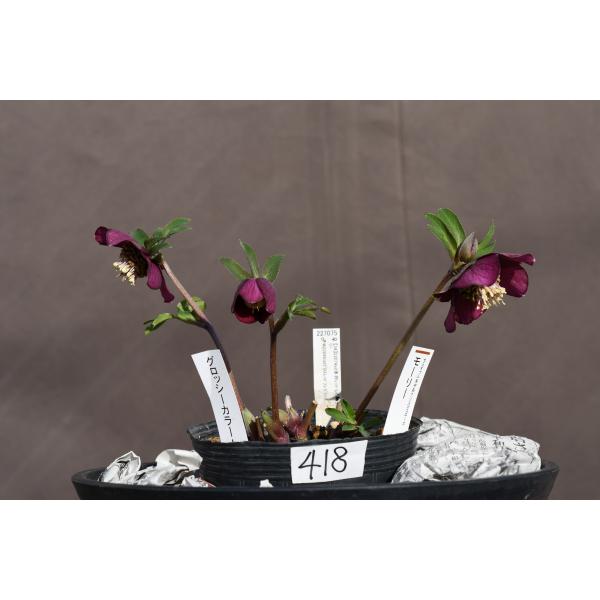 クリスマスローズ開花株 SDグロッシーカラー☆グロスバーガンディ