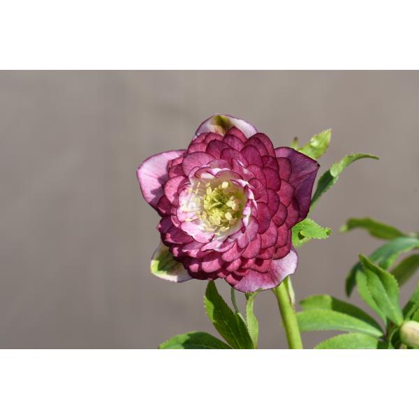 クリスマスローズ開花株 DD多弁咲き系リバーシブルレッド 421 現品限り