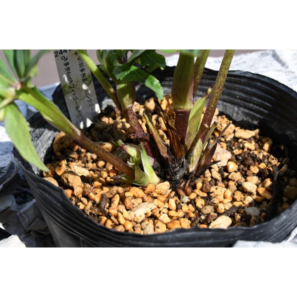 クリスマスローズ開花株 DD多弁咲き系リバーシブルレッド 421 現品限り