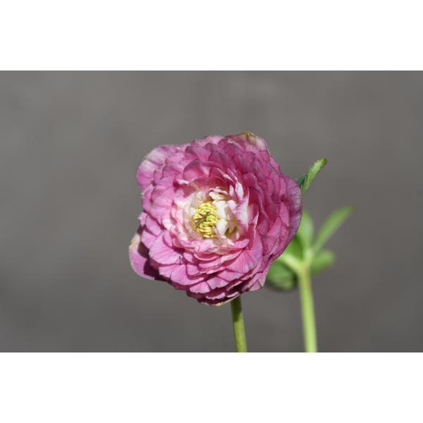 クリスマスローズ開花株 DDピンクアフロディーテ 423 現品限り : 金井