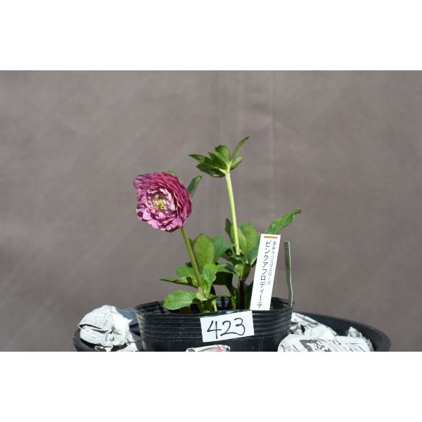 クリスマスローズ開花株 DDピンクアフロディーテ 423 現品限り : 金井