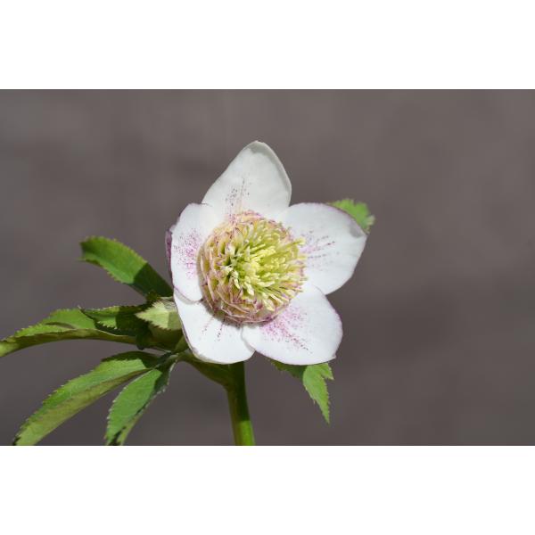 クリスマスローズ開花株 SD多弁咲き系ホワイトスプラッシュ 428 現品