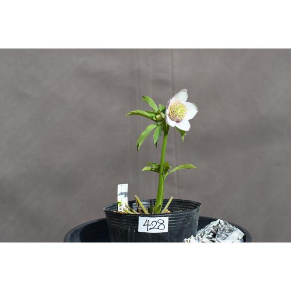 クリスマスローズ開花株 SD多弁咲き系ホワイトスプラッシュ 428 現品