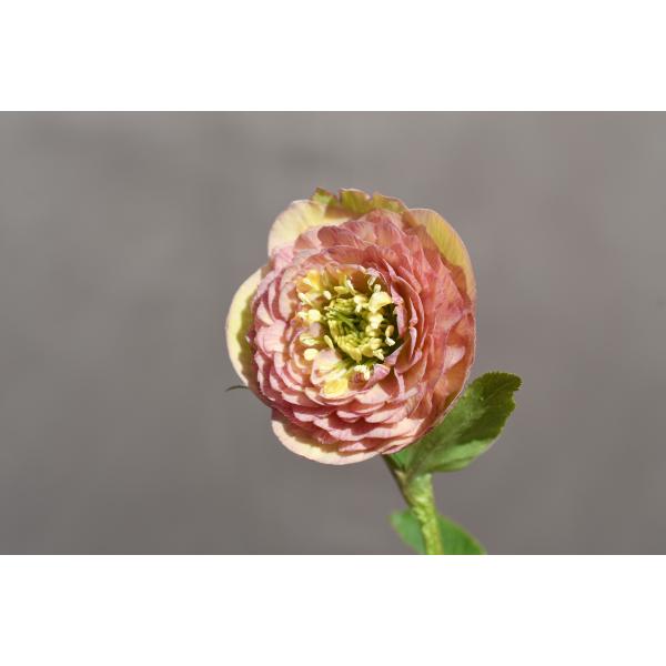 クリスマスローズ開花株 DDアンティークアフロディーテ 432 現品限り