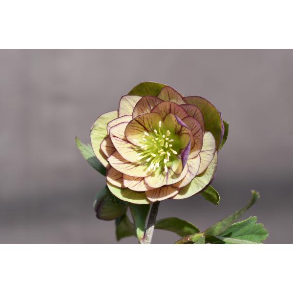 クリスマスローズ開花株 DDWildCollectionバイカラーベインピコティ