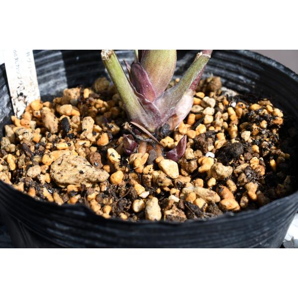 クリスマスローズ dd バイカラー ベイン 宿根草 苗 鉢 バラ クリスマス