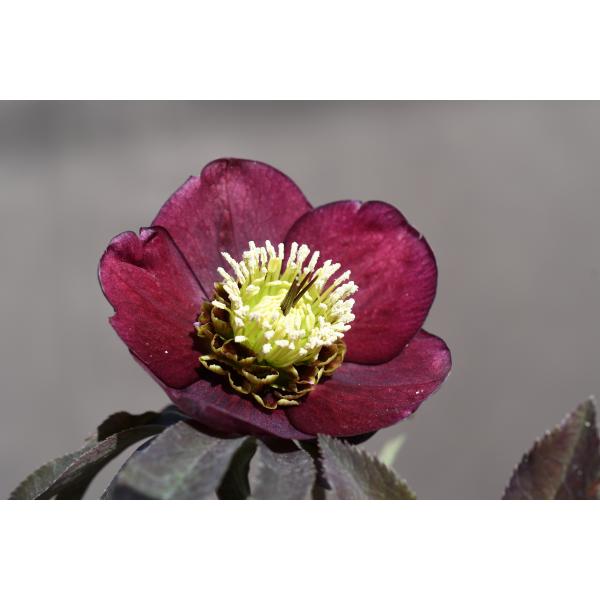 クリスマスローズ開花株 SDグロッシーカラー☆カラス葉グロスレッド