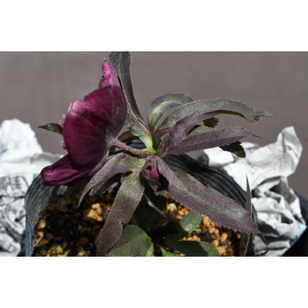 クリスマスローズ開花株 SDグロッシーカラー☆カラス葉グロスレッド