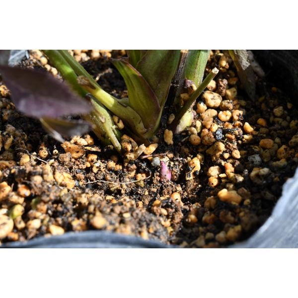 クリスマスローズ開花株 SDグロッシーカラー☆カラス葉グロスレッド