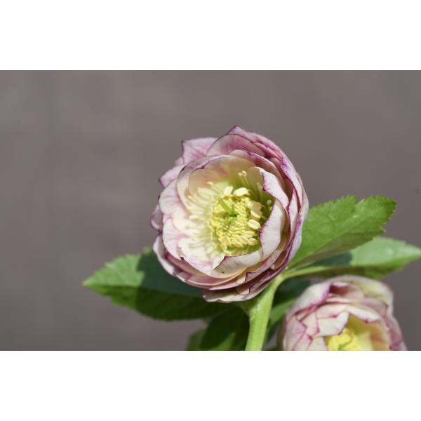 クリスマスローズ開花株 DDカップ咲きプリマヴェーラ 437 現品限り