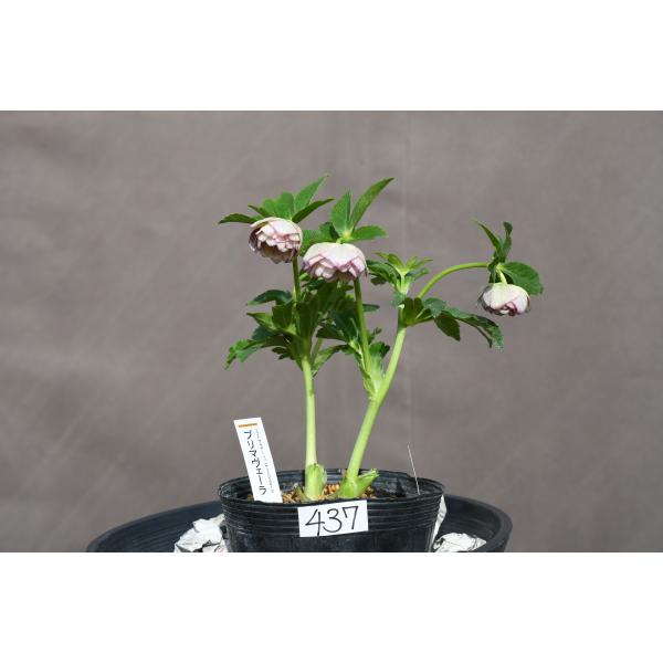 クリスマスローズ開花株 DDカップ咲きプリマヴェーラ 437 現品限り