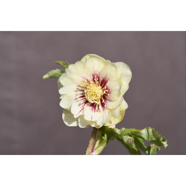 クリスマスローズ 開花実績株 DDゴールドピコティ（レインボーhyb） 11422_1.jpg