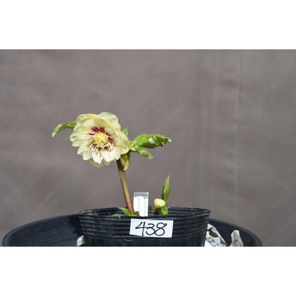 クリスマスローズ開花株 DDゴールドフラッシュ 438 現品限り : 金井