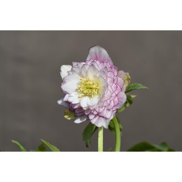 クリスマスローズ 開花実績株 DDピンクグラデーション クリスマス