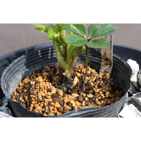 クリスマスローズ開花株 DDアフロディーテグラデーション 440 現品限り