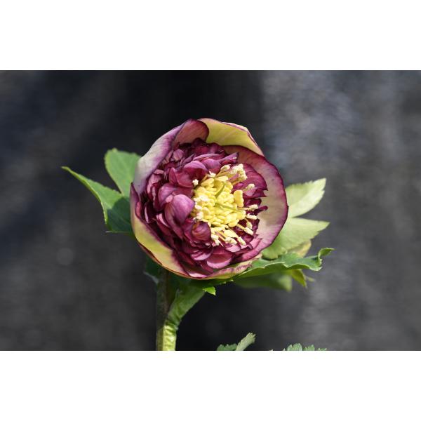 クリスマスローズ開花株 SDモーリー毬姫 445 現品限り : 金井園芸