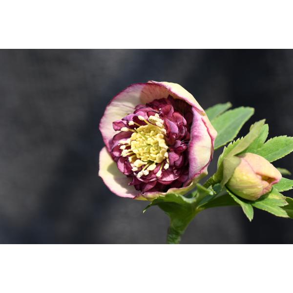 クリスマスローズ 開花実績株 SDまんまるゴールド クリスマスローズ