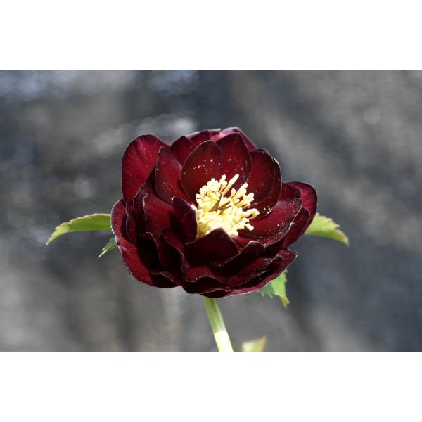 クリスマスローズ開花株 DDキラメキ☆ディープレッド 447 現品限り