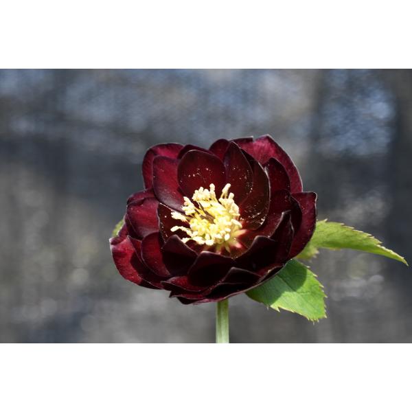 クリスマスローズ開花株 DDキラメキ☆ディープレッド 447 現品限り