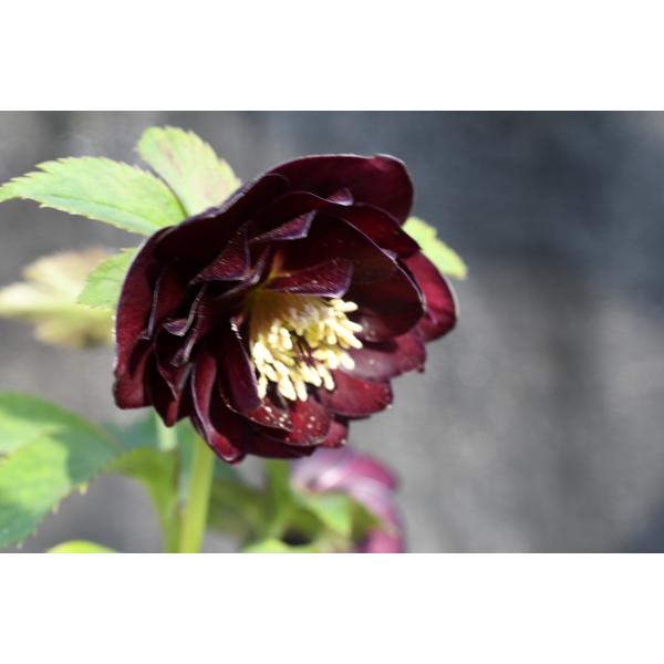 クリスマスローズ開花株 DDキラメキ☆ディープレッド 447 現品限り