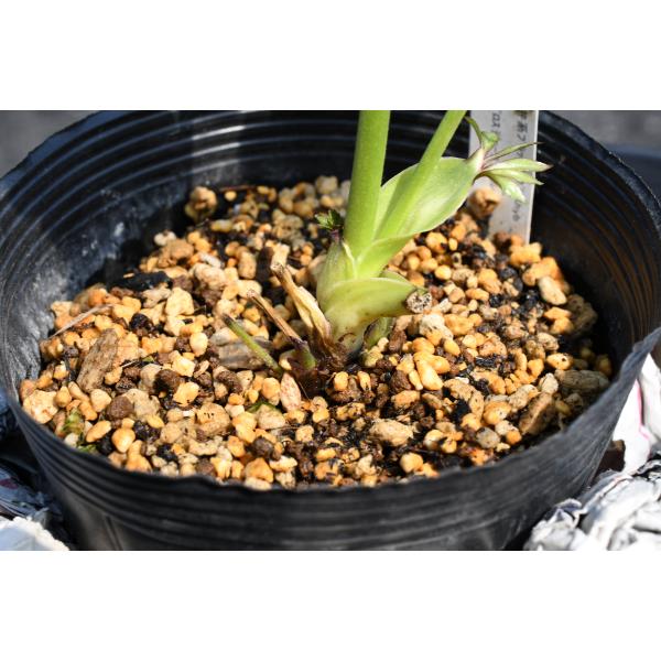 クリスマスローズ開花株 DDキラメキ☆ディープレッド 447 現品限り