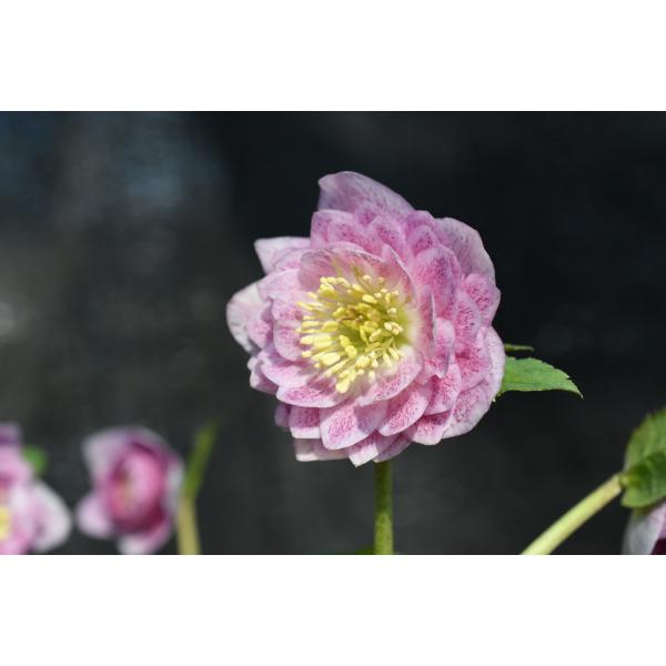 クリスマスローズ開花株 DD多弁咲き系ピンクミスト 448 : 金井園芸