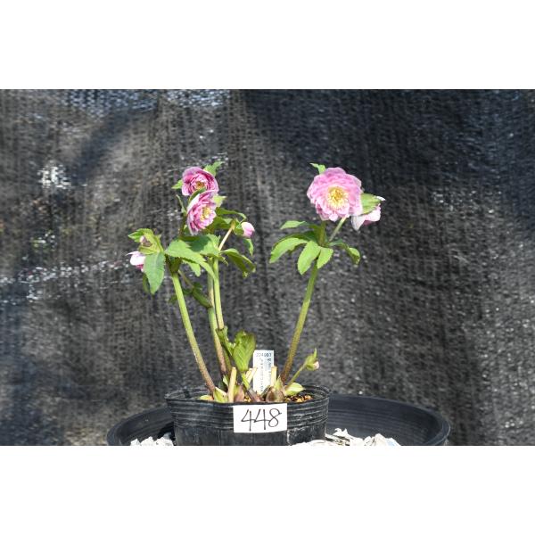 クリスマスローズ開花株 DD多弁咲き系ピンクミスト 448 : 金井園芸