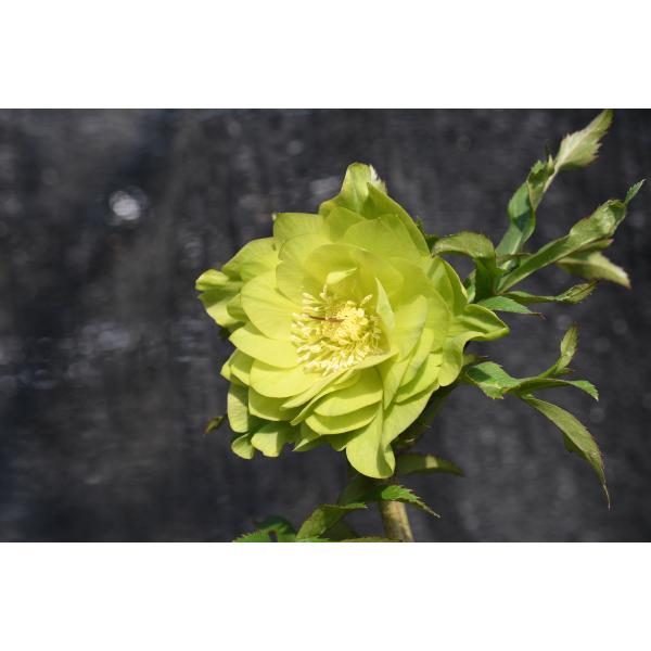 クリスマスローズ開花株 DD多弁咲き系グリーン 449 現品限り : 金井