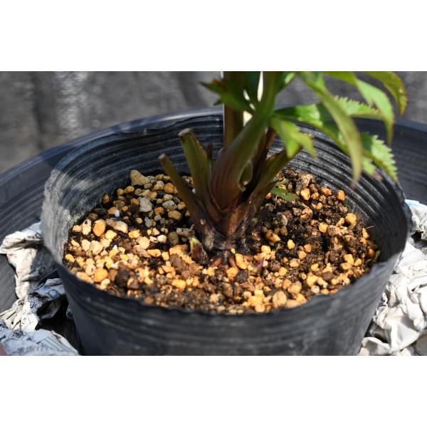 T*r様 クリスマスローズ 広瀬園芸 dd多弁グリーン③ 株分け クリスマスローズ開花株 DD多弁咲き系グリーン 449 現品限り : 金井