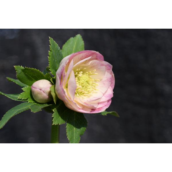 クリスマスローズ開花株 DDグラデーション毬姫 450 現品限り : 金井