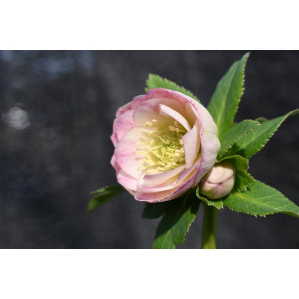 クリスマスローズ開花株 DDグラデーション毬姫 450 現品限り : 金井