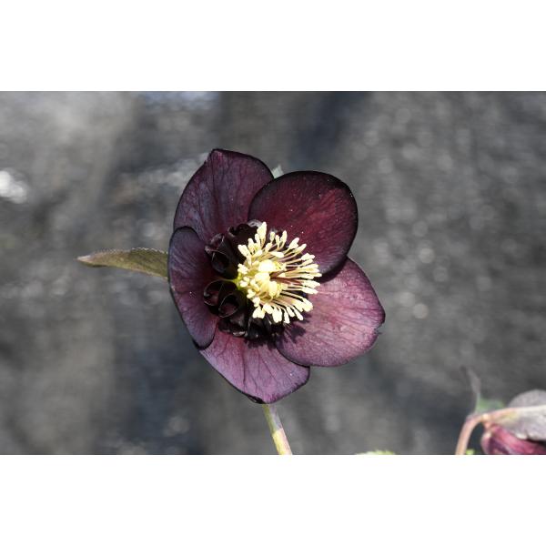 クリスマスローズ開花株 SDグロッシーカラー☆グロスチョコレート 451