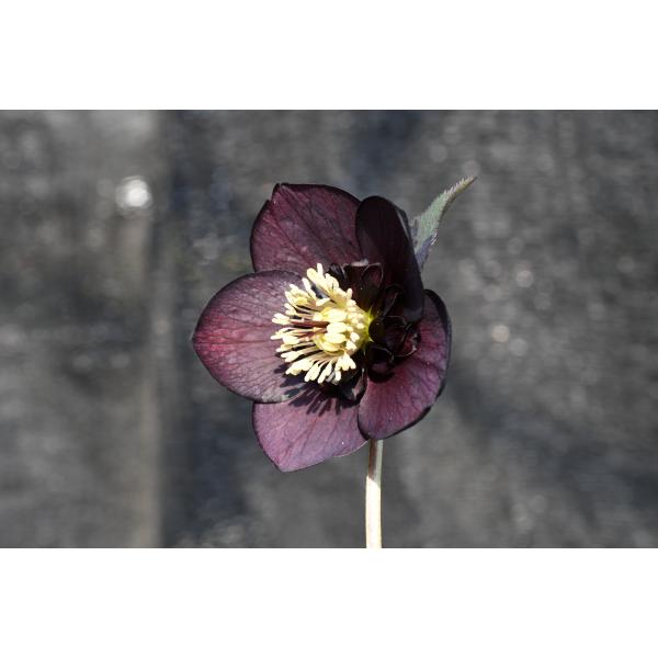 クリスマスローズ開花株 SDグロッシーカラー☆グロスチョコレート 451