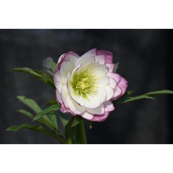 クリスマスローズ開花株 DDレッドエンジェル 452 現品限り : 金井園芸