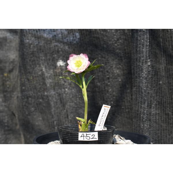 クリスマスローズ開花株 DDレッドエンジェル 452 現品限り : 金井園芸