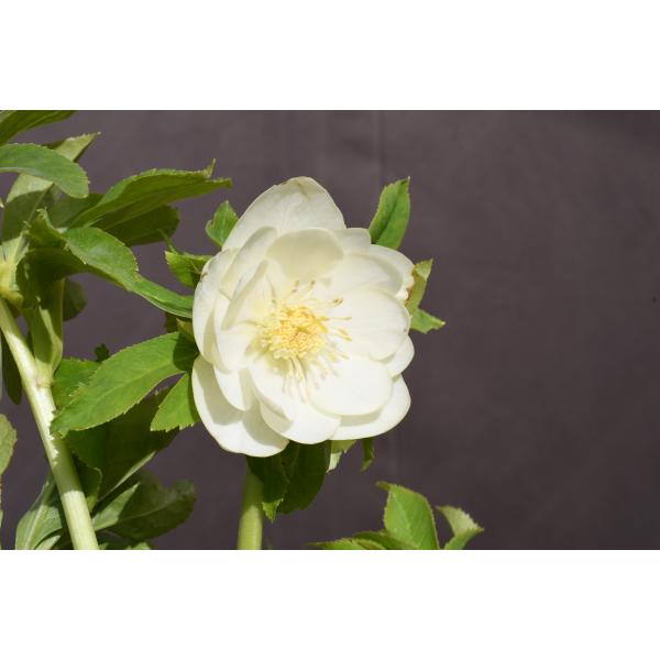 クリスマスローズ開花株 芳香性DDホワイトかぐや姫 454 現品限り