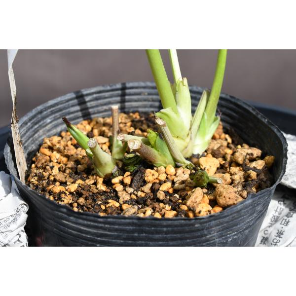 クリスマスローズ開花株 DDアフロディーテプリマヴェーラ 456 現品限り