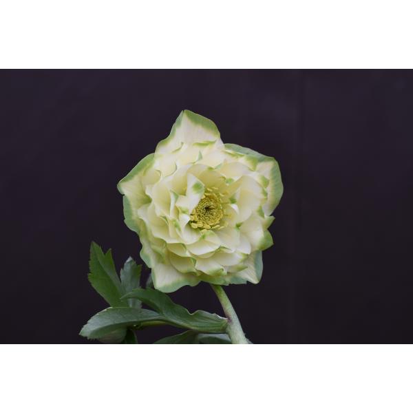 クリスマスローズ開花苗　多弁グリーンリップ クリスマスローズ開花株 DD多弁咲き系グリーンリップ 481 現品限り
